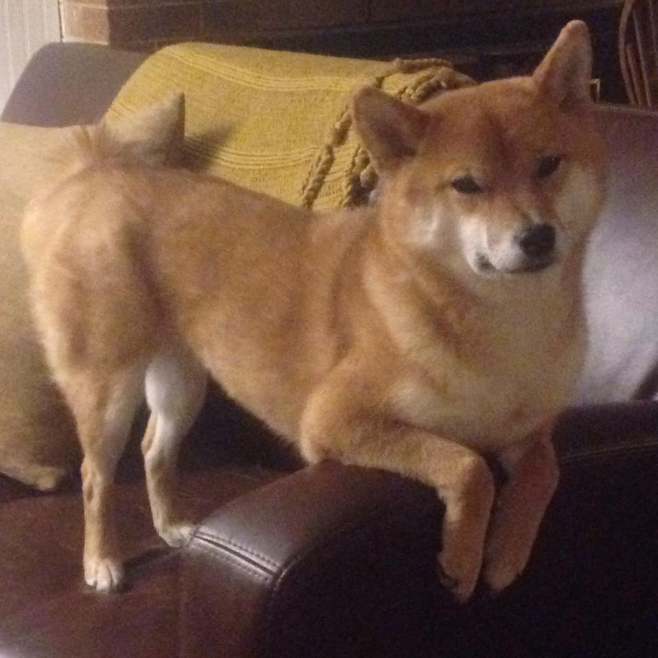 约基奇的大场面与尼克斯、猛龙的另一种可能